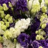 9 фиолетовых и белых махровых эустом